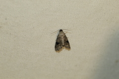 Abablemma duomaculata