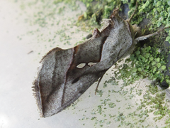 Macdunnoughia purissima
