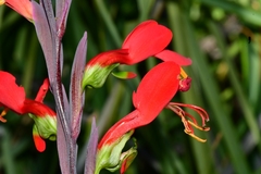 Gladiolus splendens