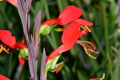 Gladiolus splendens