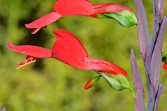 Gladiolus splendens