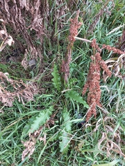 Rumex longifolius