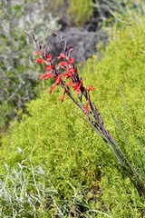 Gladiolus splendens