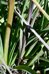 Gladiolus splendens