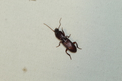 Stenomorphus californicus