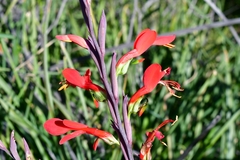 Gladiolus splendens