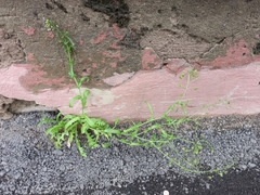 Capsella bursa-pastoris