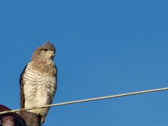 Circaetus fasciolatus