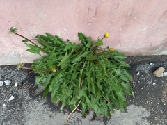 Taraxacum officinale