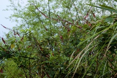 Mezoneuron latisiliquum