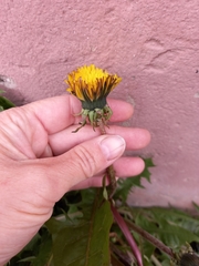 Taraxacum officinale