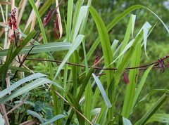 Mezoneuron latisiliquum