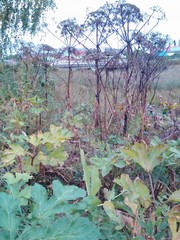 Heracleum sosnowskyi