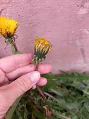 Taraxacum officinale
