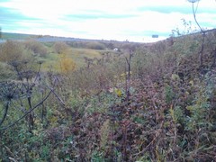 Heracleum sosnowskyi