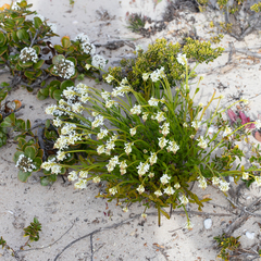 Stackhousia spathulata