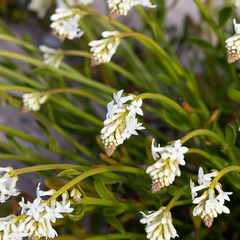 Stackhousia spathulata