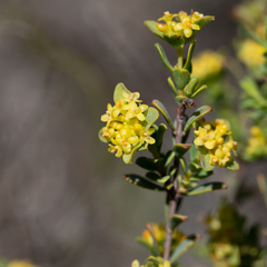 Pimelea serpyllifolia serpyllifolia