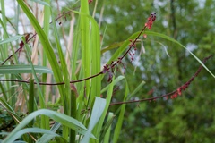 Mezoneuron latisiliquum