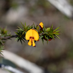 Pultenaea acerosa