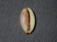 Staphylaea staphylaea