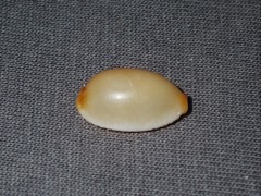 Staphylaea staphylaea