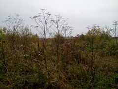 Heracleum sosnowskyi
