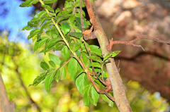 Combretum erythrophyllum