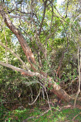 Combretum erythrophyllum