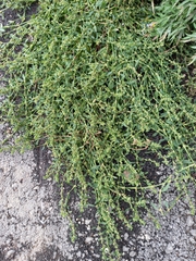 Polygonum aviculare