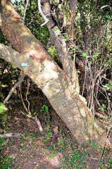 Combretum erythrophyllum