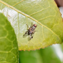 Pygophora apicalis