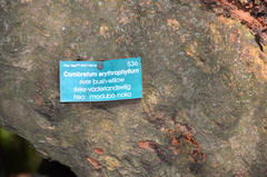 Combretum erythrophyllum