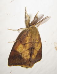 Gracilodes caffra