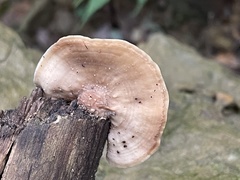 Metuloidea murashkinskyi