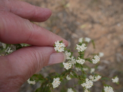 Pimelea flava dichotoma
