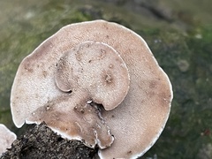 Metuloidea murashkinskyi