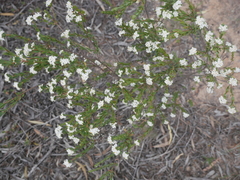 Pimelea flava dichotoma