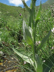 Cirsium svaneticum