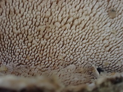 Metuloidea murashkinskyi