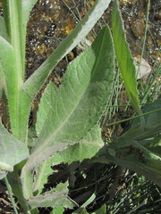 Cirsium svaneticum