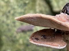 Metuloidea murashkinskyi