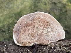 Metuloidea murashkinskyi