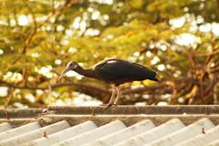 Plegadis falcinellus