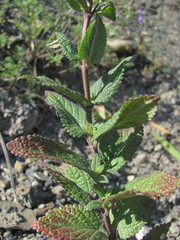 Nepeta grandiflora