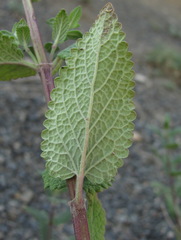 Nepeta grandiflora