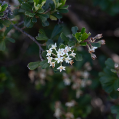 Pomaderris obcordata