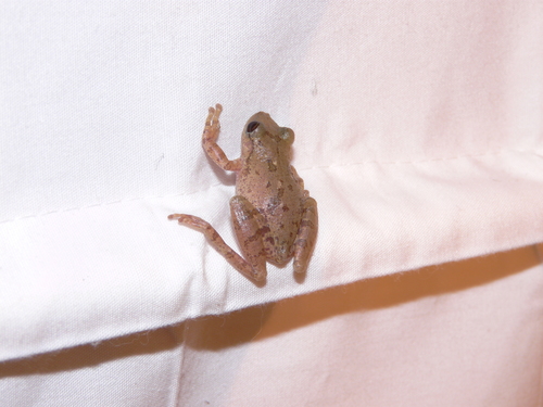 Scinax granulatus