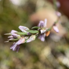 Polygonum spergulariiforme