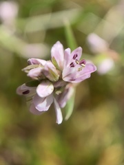 Polygonum spergulariiforme
